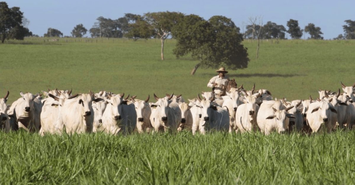 Opinião: Agropecuária Regenerativa