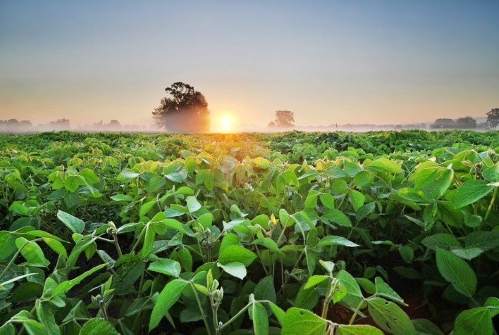 Bureau Veritas audita programa pioneiro da Bayer de mensuração de pegada de carbono na produção de soja