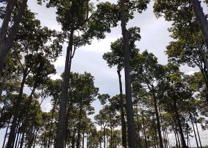 Pagamento por serviços ambientais impulsiona desenvolvimento sustentável na Amazônia