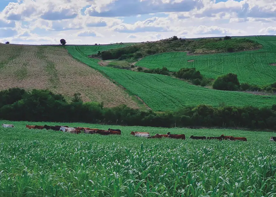 Soluções baseadas na natureza dentro do agro: conheça a revolução verde sustentável