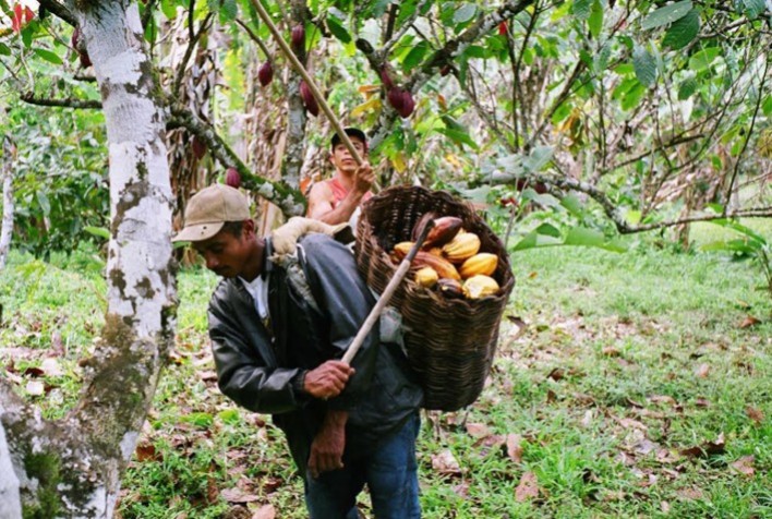 Nestlé investe em inovação aberta para impulsionar produtividade e qualidade de vida para produtores de cacau no Brasil