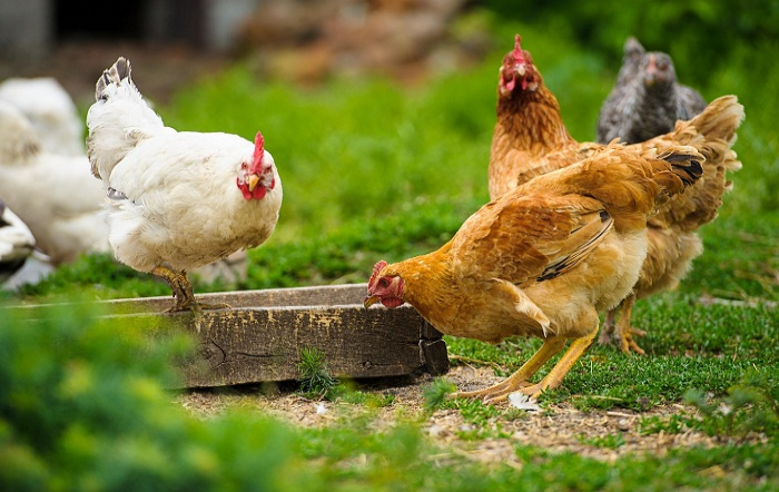 Frango e galinha não são a mesma coisa