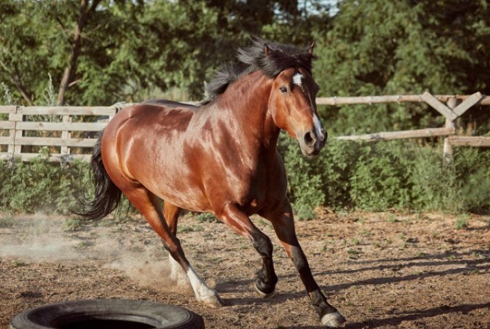 Problemas musculares afetam rendimento dos equinos e podem causar prejuízos aos criadores