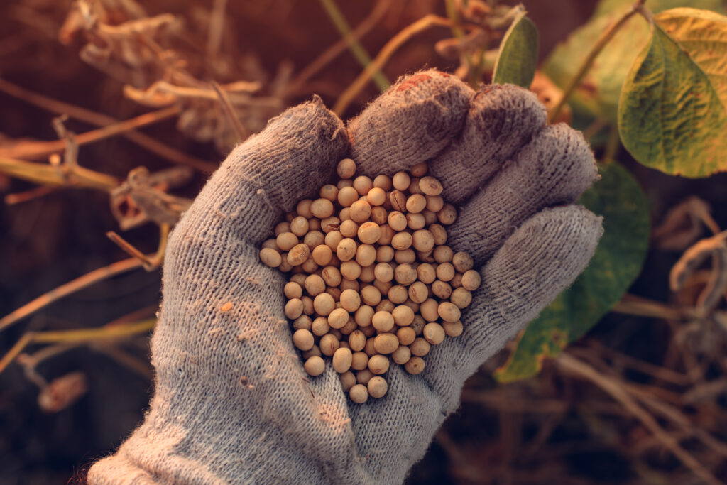 Projeto Farmer First Clusters impulsiona a Soja Responsável no Cerrado