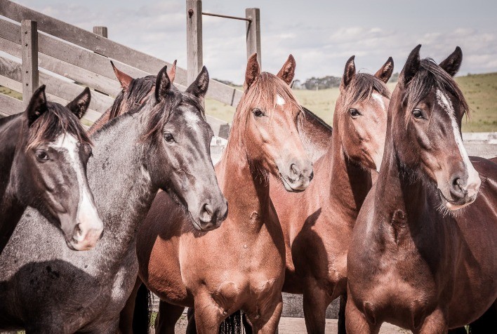 Encefalomielite equina: O que é preciso saber sobre a doença?