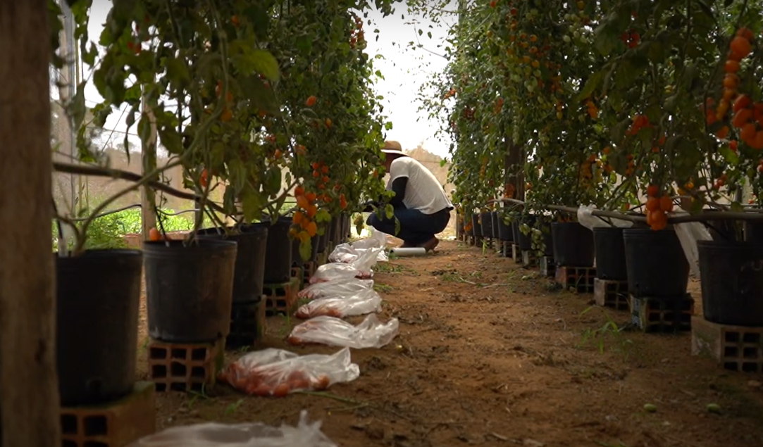 CULTIVO DE TOMATE PROTEGIDO SEM SOLO