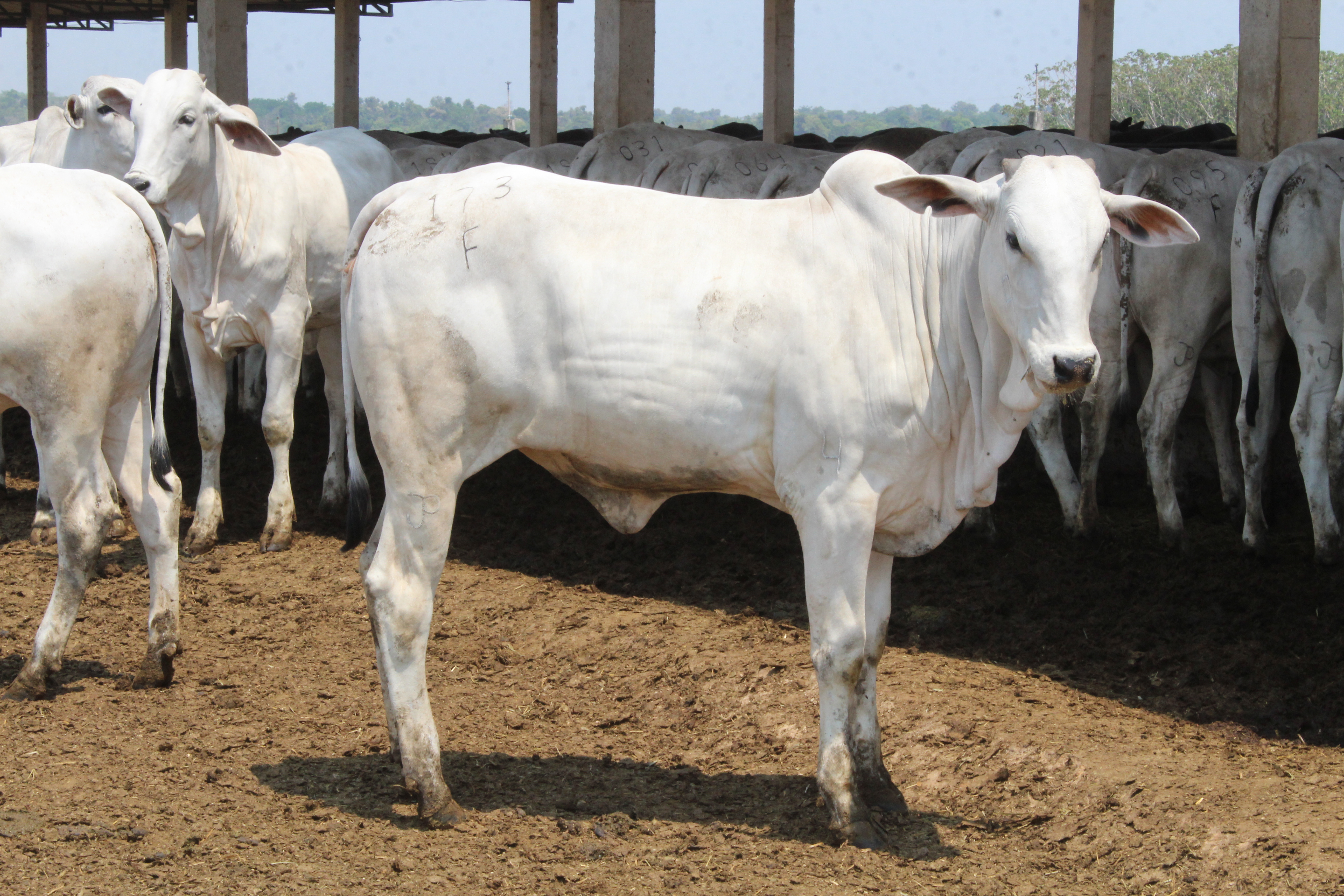 ULTRASSONOGRAFIA DE CARCAÇA VALORIZA A CARNE BOVINA