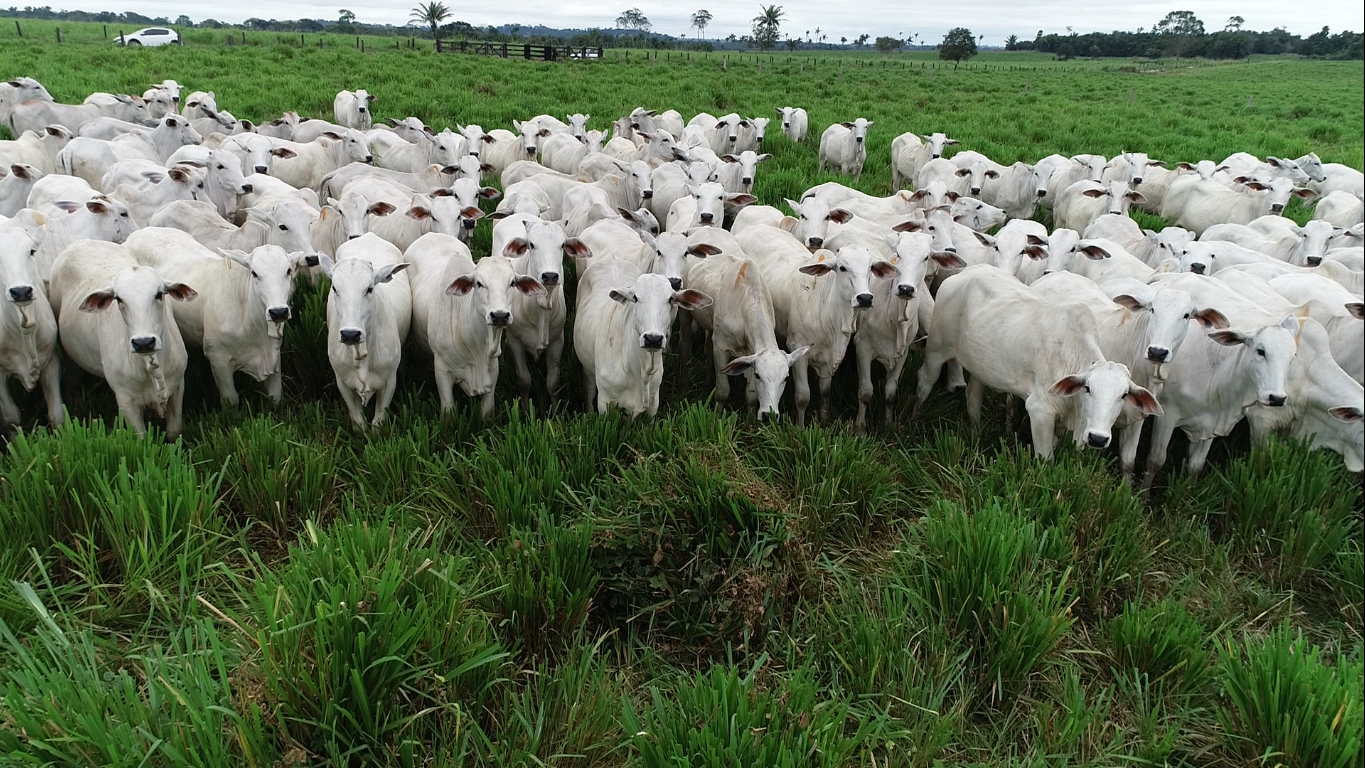 PRODUTORES DEVEM COMUNICAR ESTOQUE DE REBANHO AO INDEA EM MT