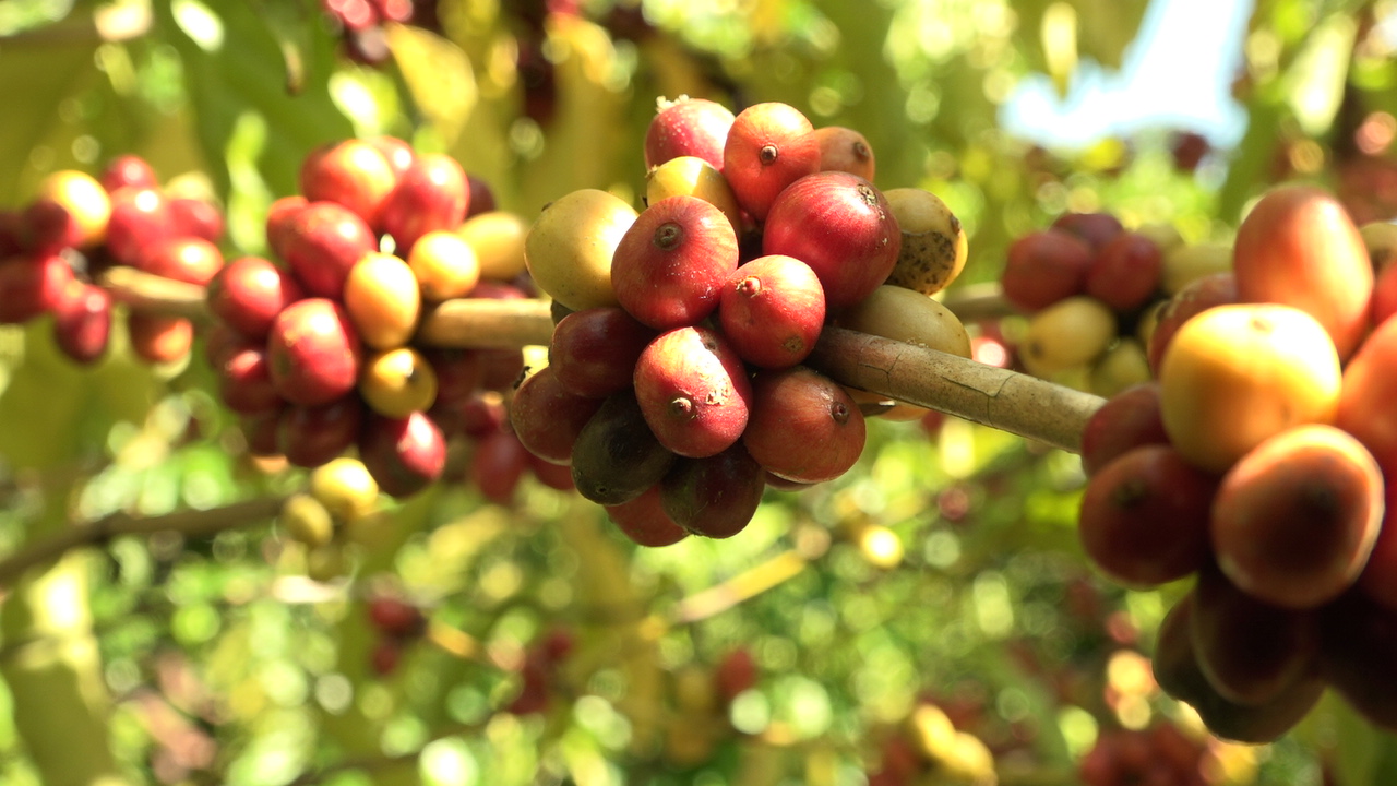 CAFÉ ROBUSTA-AGRICULTOR PLANTA, COLHE E CRIA MARCA PRÓPRIA