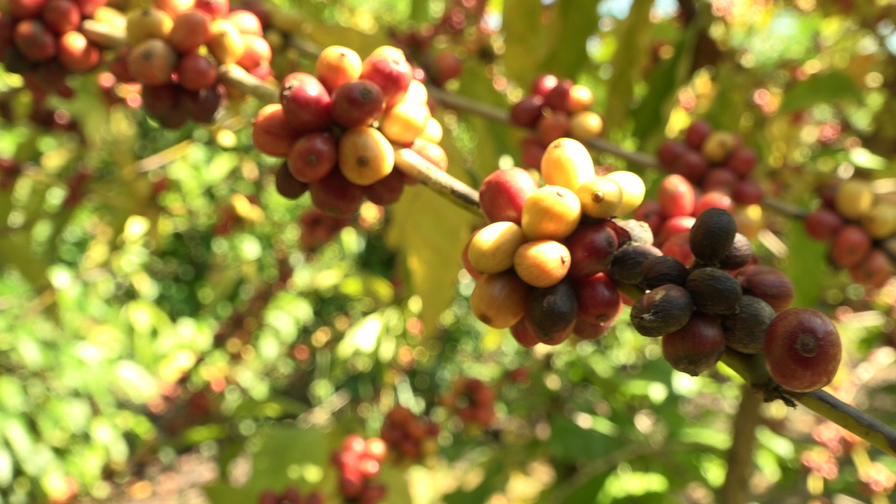 Café brasileiro raríssimo, extraído de fezes de ave, pode custar até R$ 7.000 o quilo