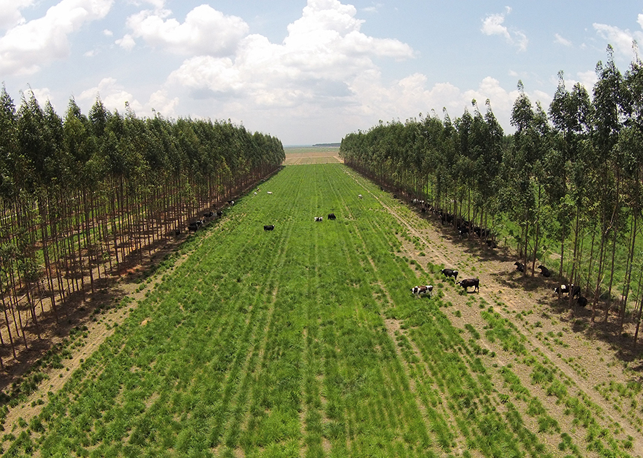 Embrapa cria plataforma com métricas de carbono adaptadas às condições tropicais