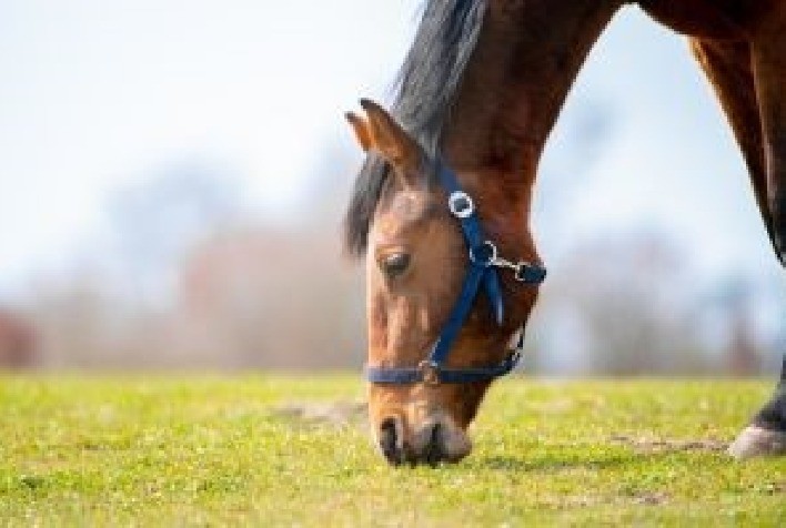 Os Impactos da Cólica Equina