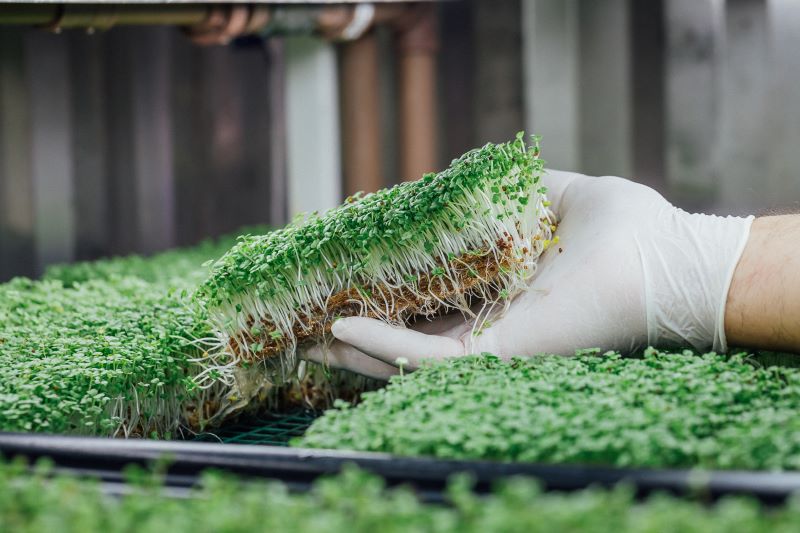 Fazendas em containers: agricultura sustentável nas grandes cidades