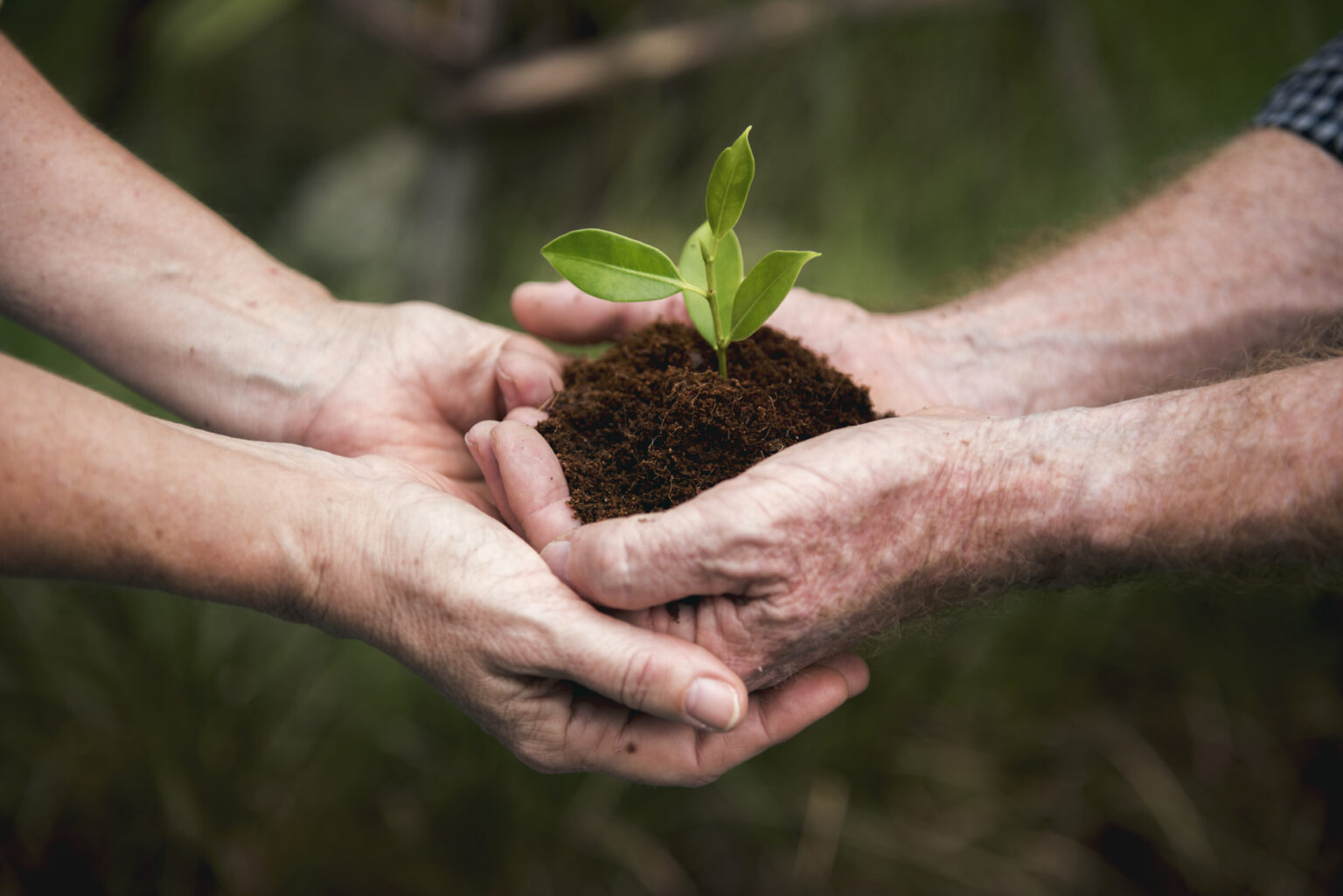 Sustentabilidade: tudo que você precisa saber, de A a Z