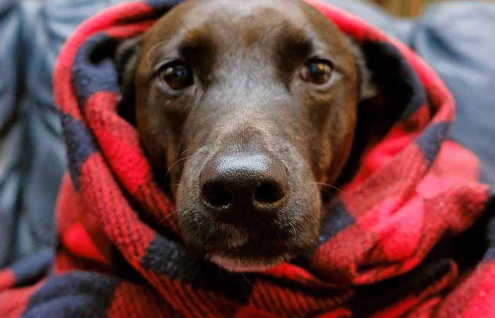 De olho nos olhos dos cães