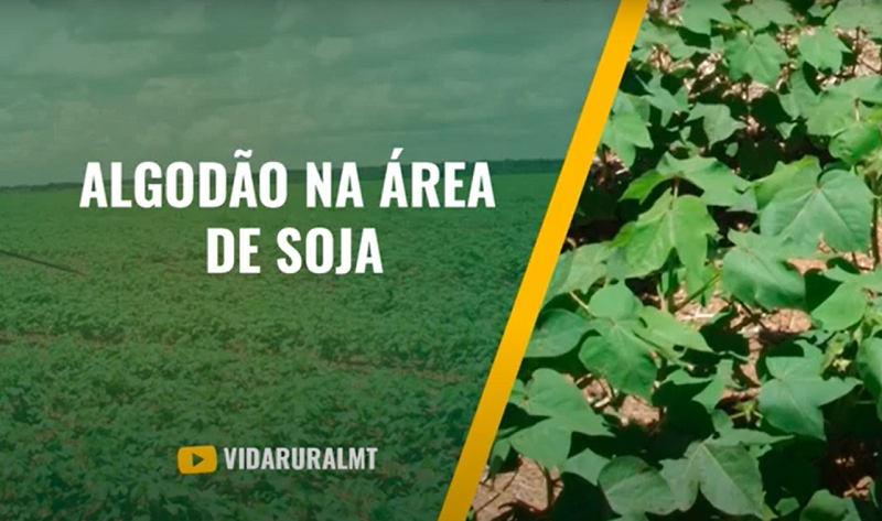 MT AUMENTA 16,84% DE ÁREA PLANTADA COM A PLUMA