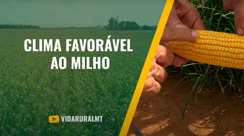 DESENVOLVIMENTO DO MILHO 2ª SAFRA ANIMA PRODUTOR