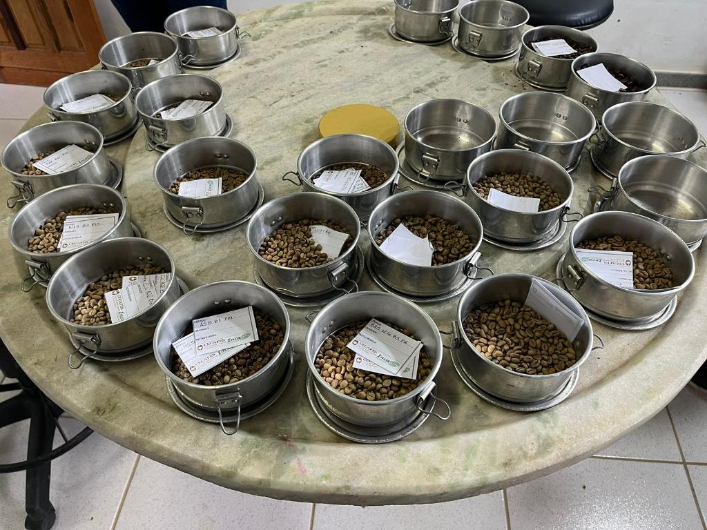 Pesquisa identifica os melhores clones de café para produção em Mato Grosso