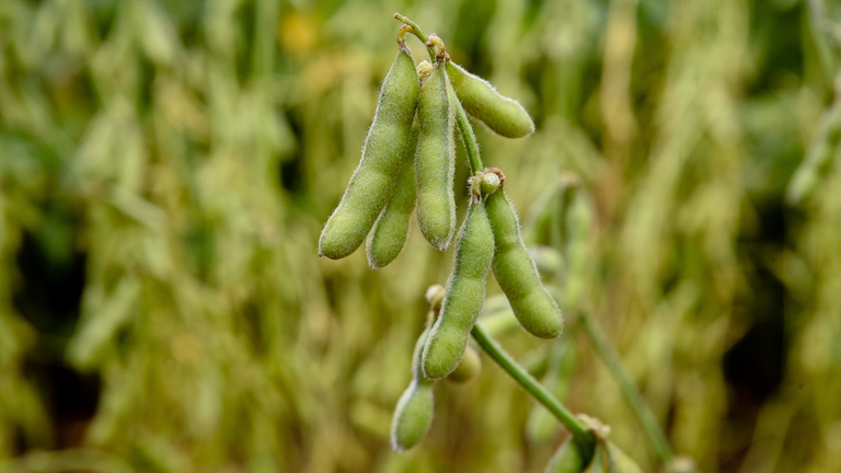 Ministério da Agricultura publica vazio sanitário e calendário de semeadura da soja para a safra 2024/2025