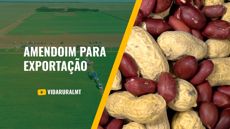 CULTURA DO AMENDOIM - LEGUMINOSA TEM POTENCIAL PARA MATO GROSSO