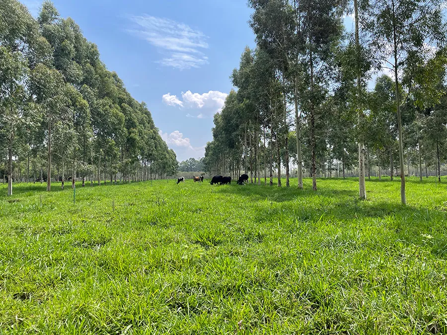 Brasil avança na regulamentação do mercado de carbono: entenda o impacto e as oportunidades