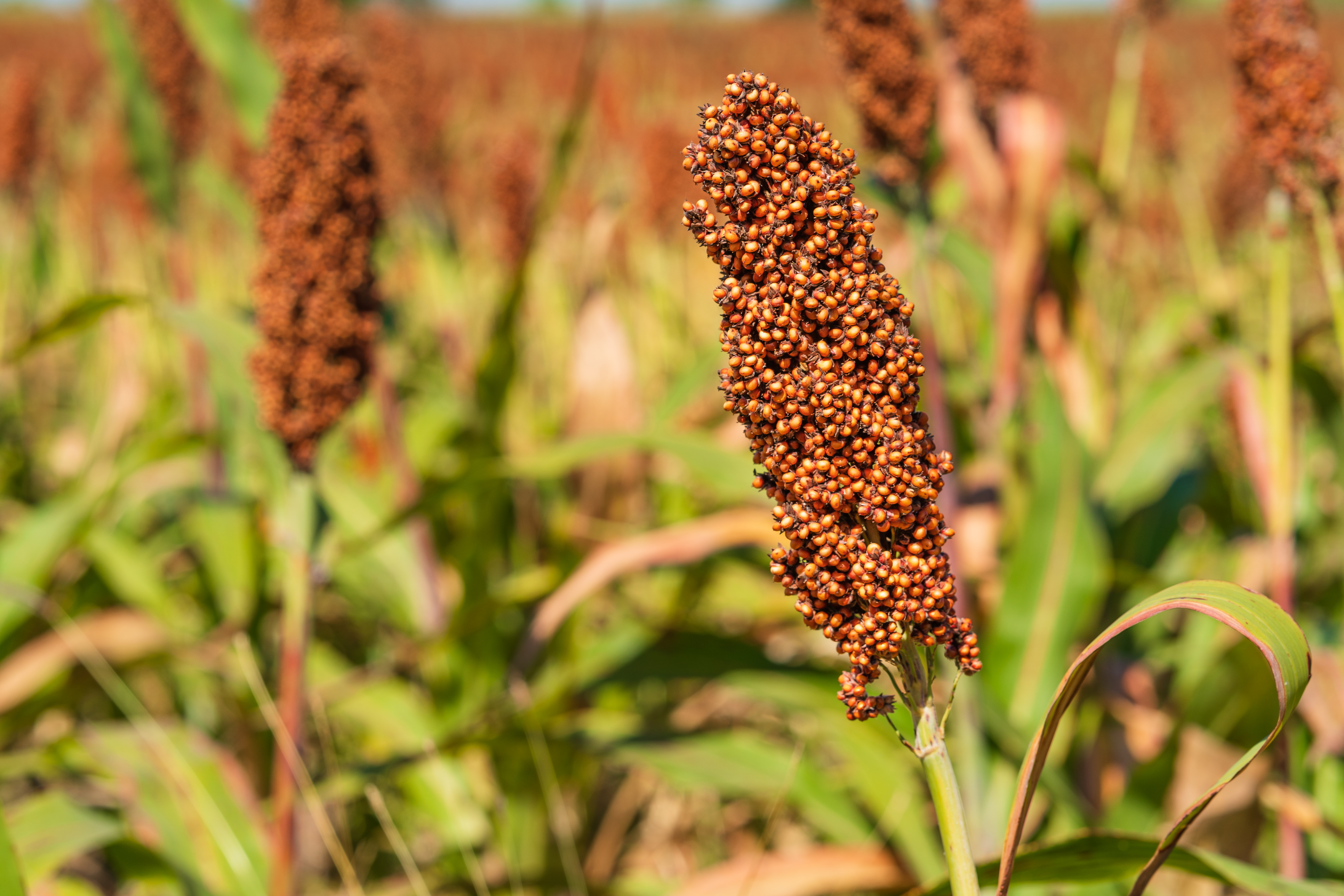 IBGE prevê alta na produção de sorgo e tomate em Goiás