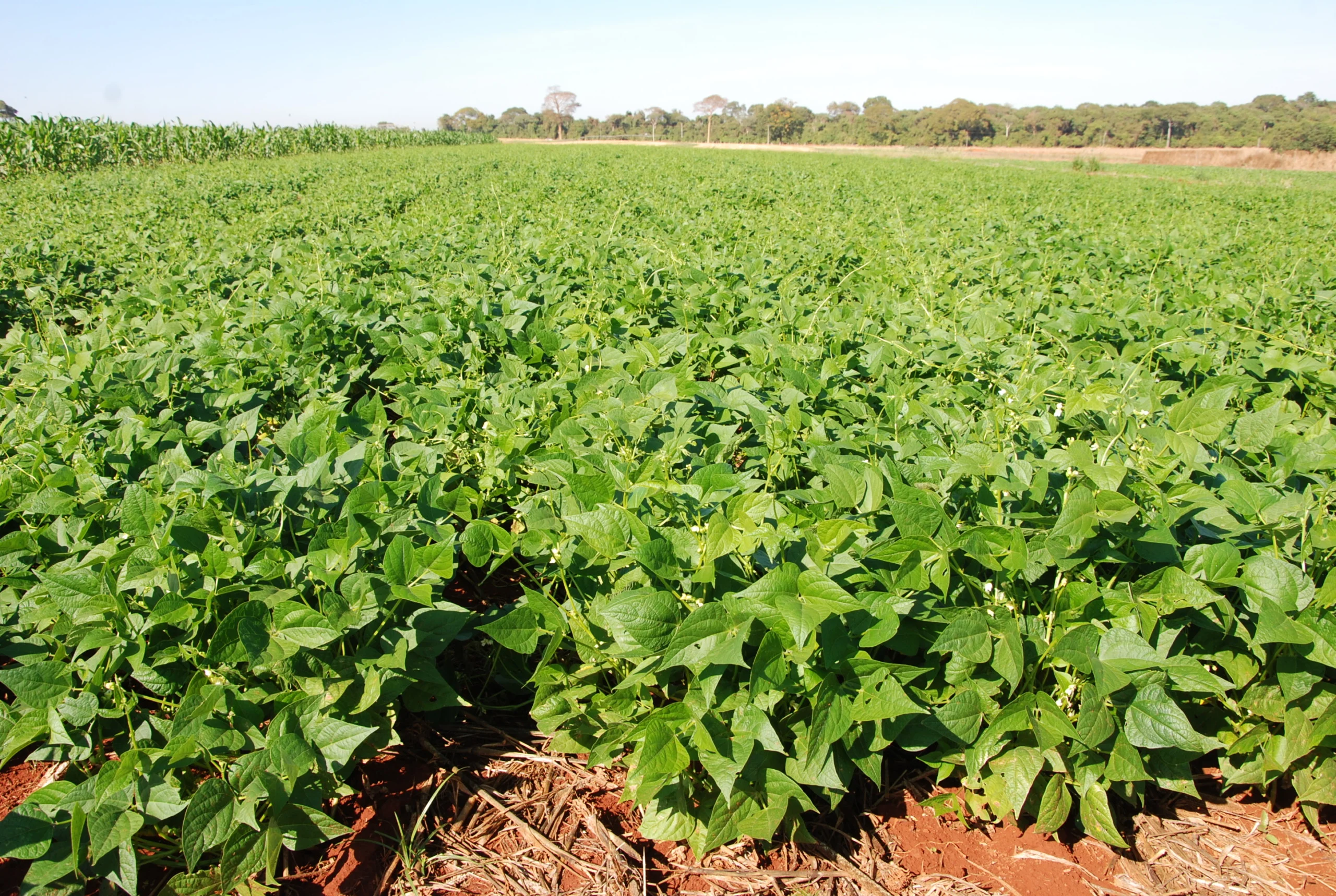 Plantio direto e integração lavoura-pecuária aumentam diversidade do solo e protegem plantas