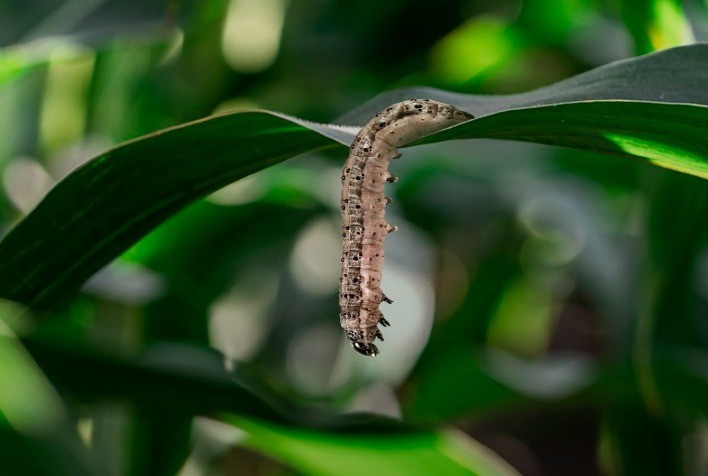 Novo Biodefensivo à Base de Baculovírus é Alternativa no Controle da Lagarta-do-Cartucho