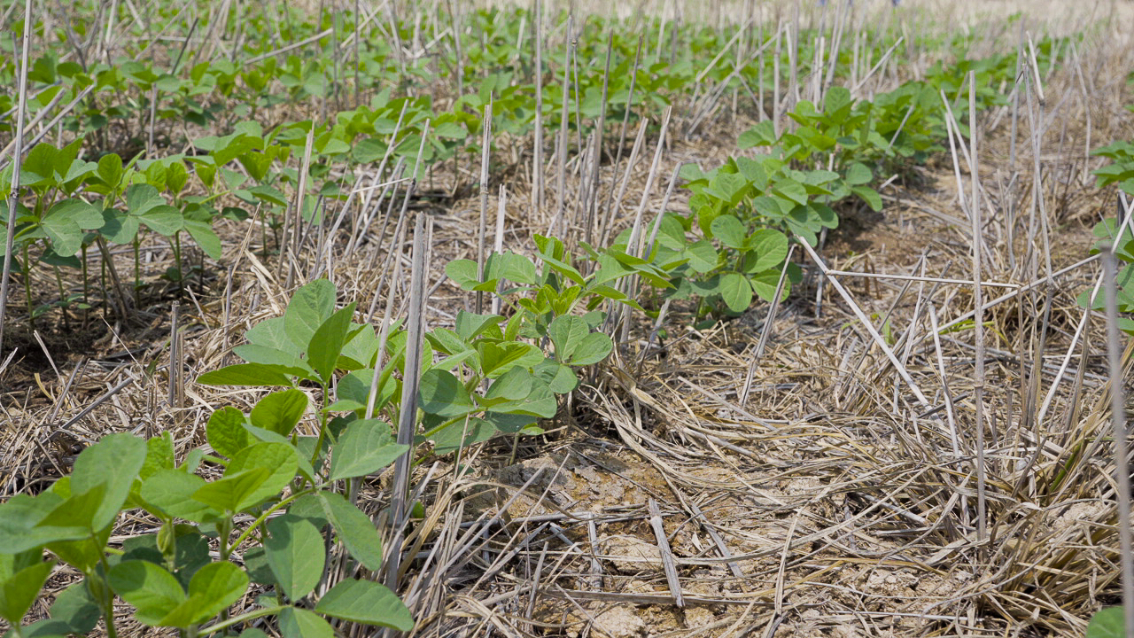 Plantio direto e integração lavoura-pecuária aumentam diversidade do solo e protegem plantas