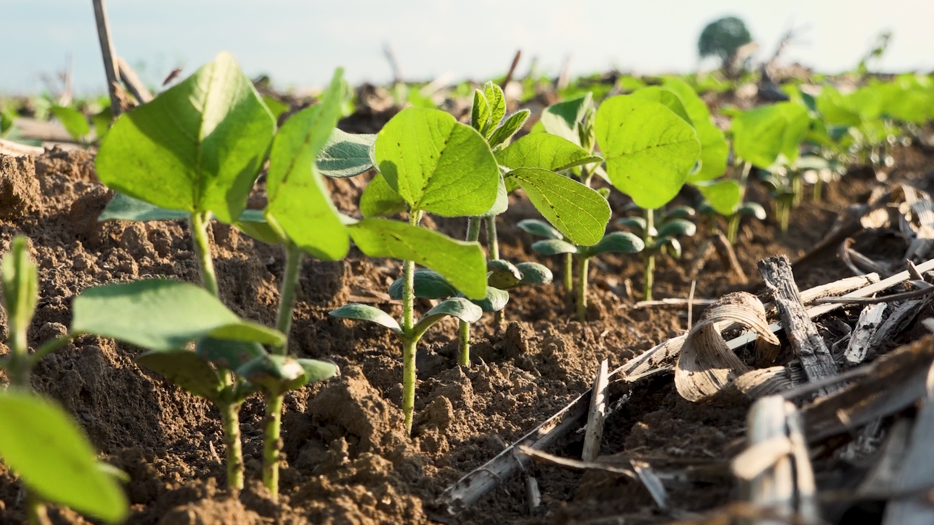 Nanotecnologia no agro: ganhos que vão além da ciência