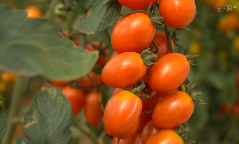 Pesquisa Revela Presença de Nematoide Prejudicial ao Cultivo de Tomate Industrial em Goiás