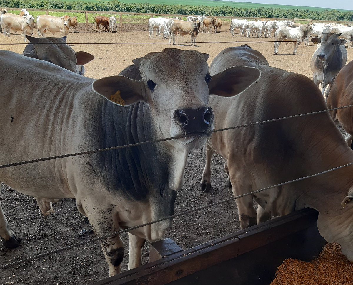 Governo Regulamenta Inspeção e Fiscalização de Produtos para Alimentação Animal