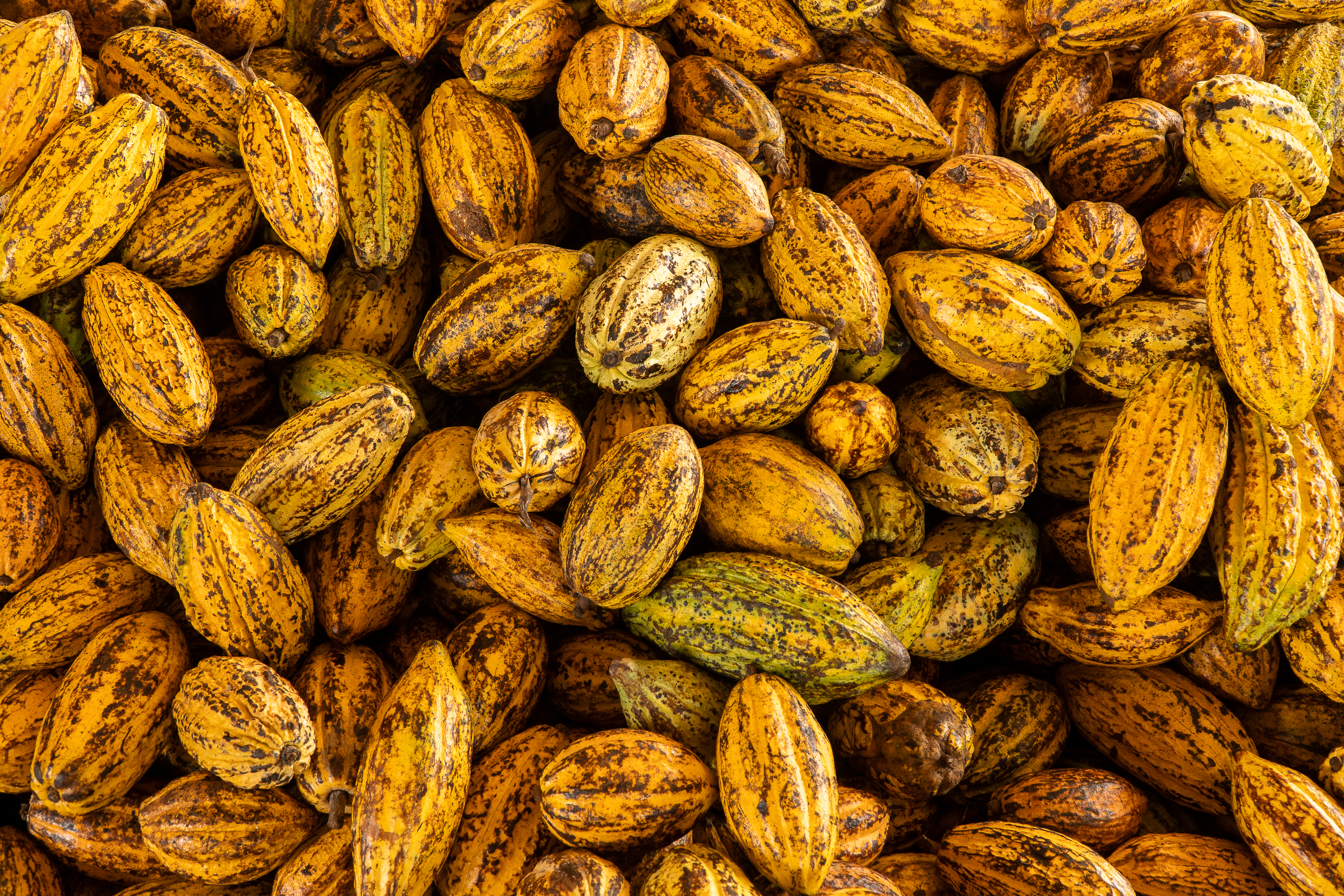 MT: Agricultores familiares transformam pastagens degradadas em plantações de cacau e banana