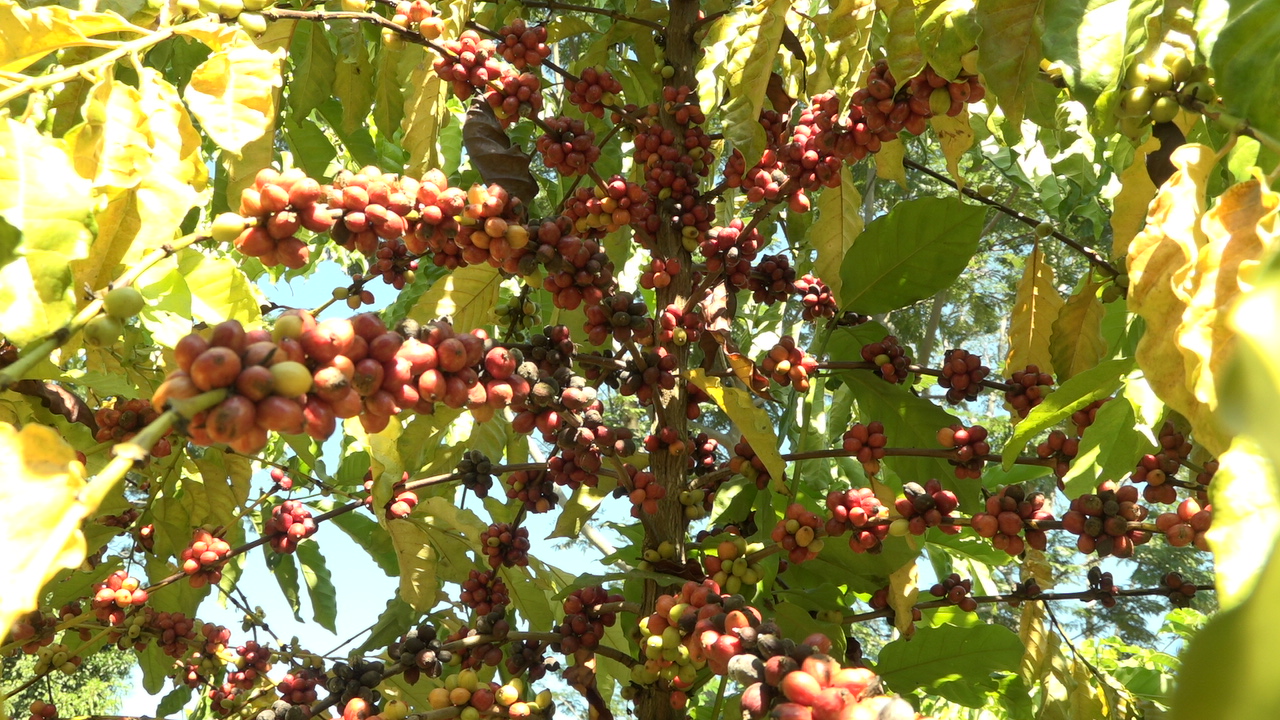 Colheita de Café no Brasil Avança com Clima Favorável