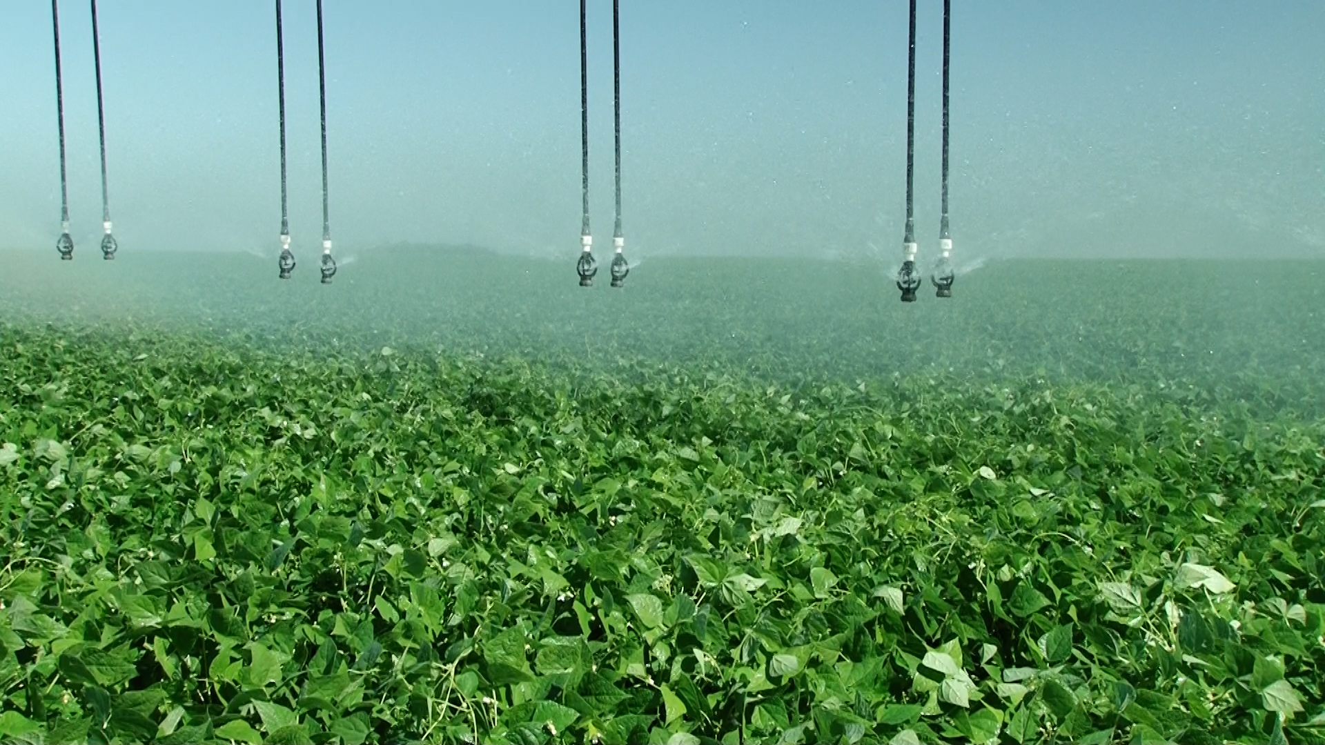 A agricultura irrigada no contexto dos Objetivos de Desenvolvimento Sustentável