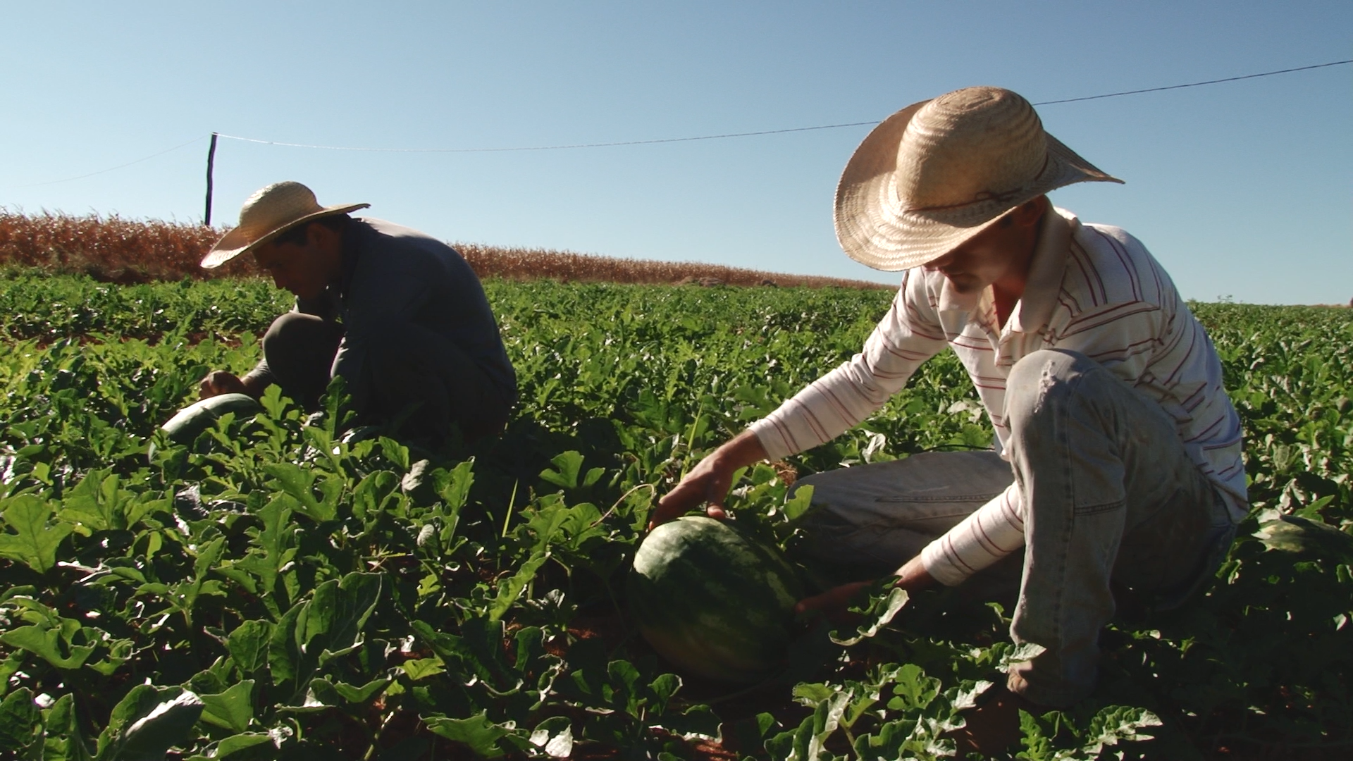 CNA defende regime diferenciado para o pequeno produtor e alíquota reduzida para o agro