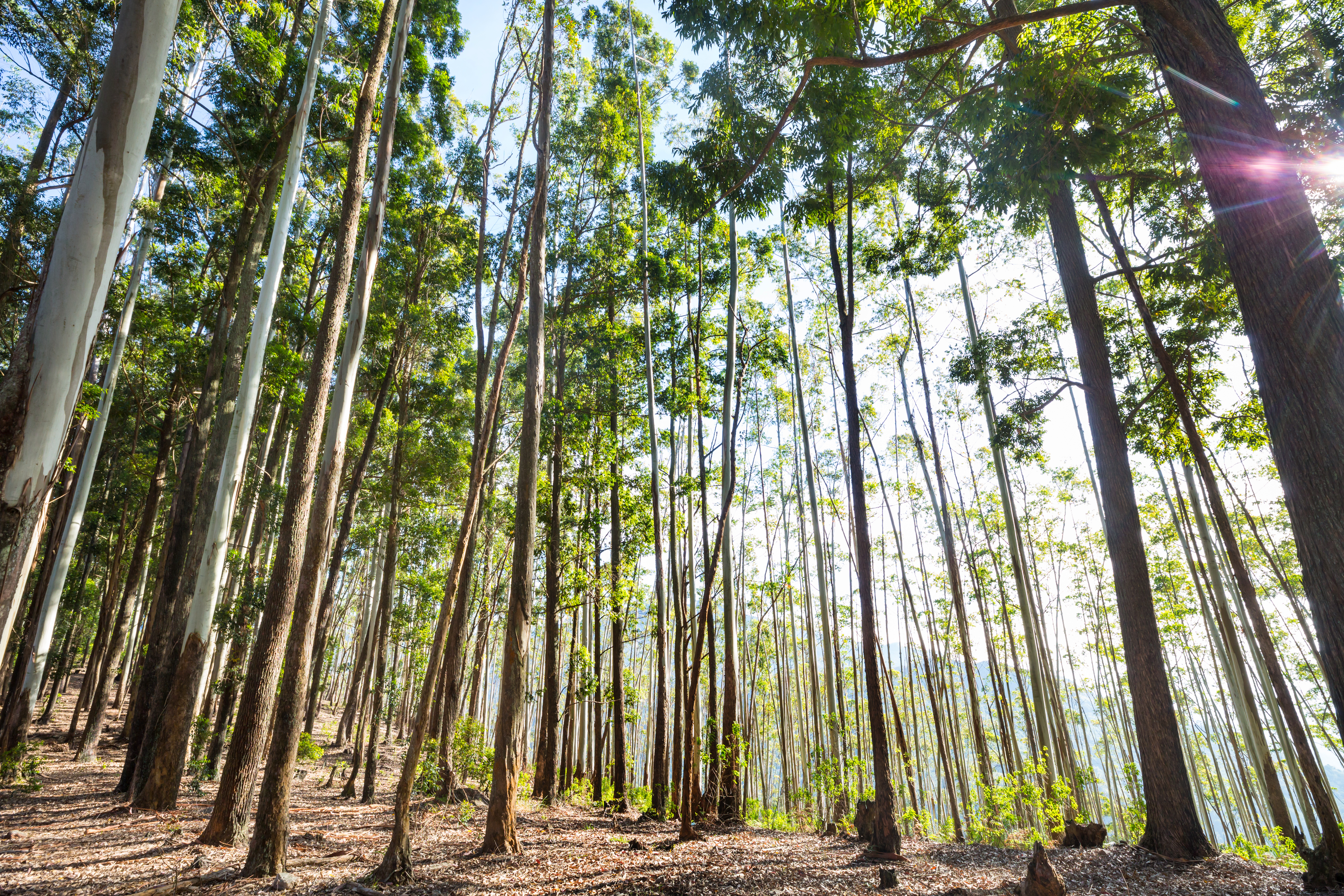 Reflorestamento Comercial Ganha Destaque na Agenda Ambiental Brasileira