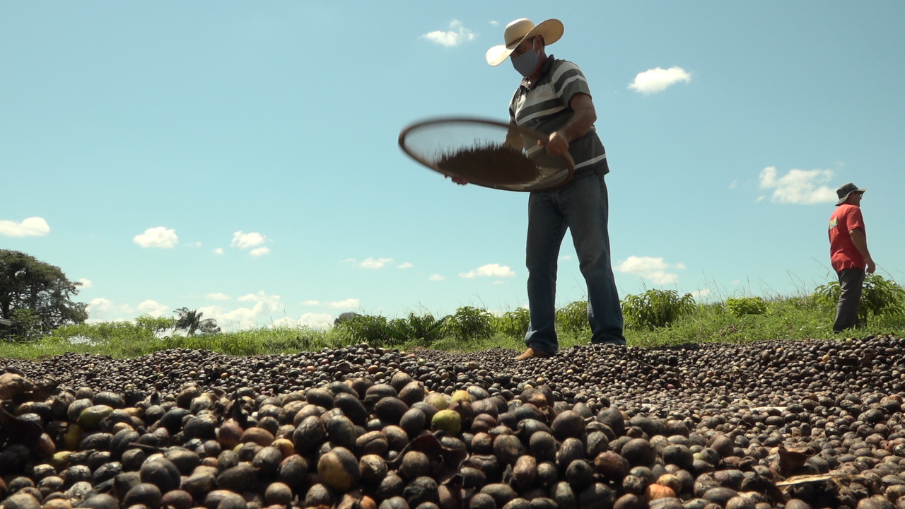 Comitê aprova redução de juros para pequenos produtores de café