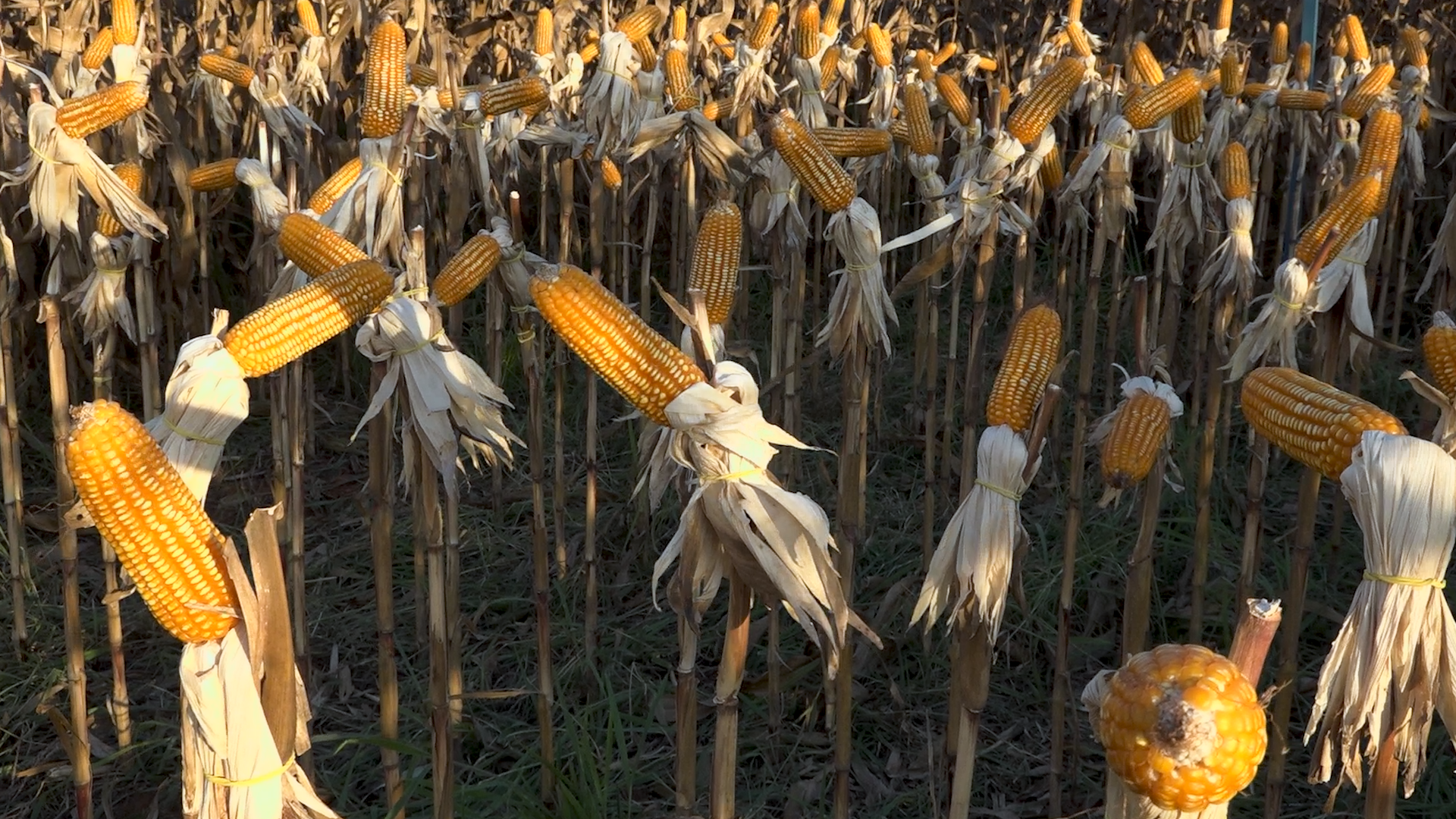 Milharais tem espigas inteiras devoradas por ratos em Mato Grosso