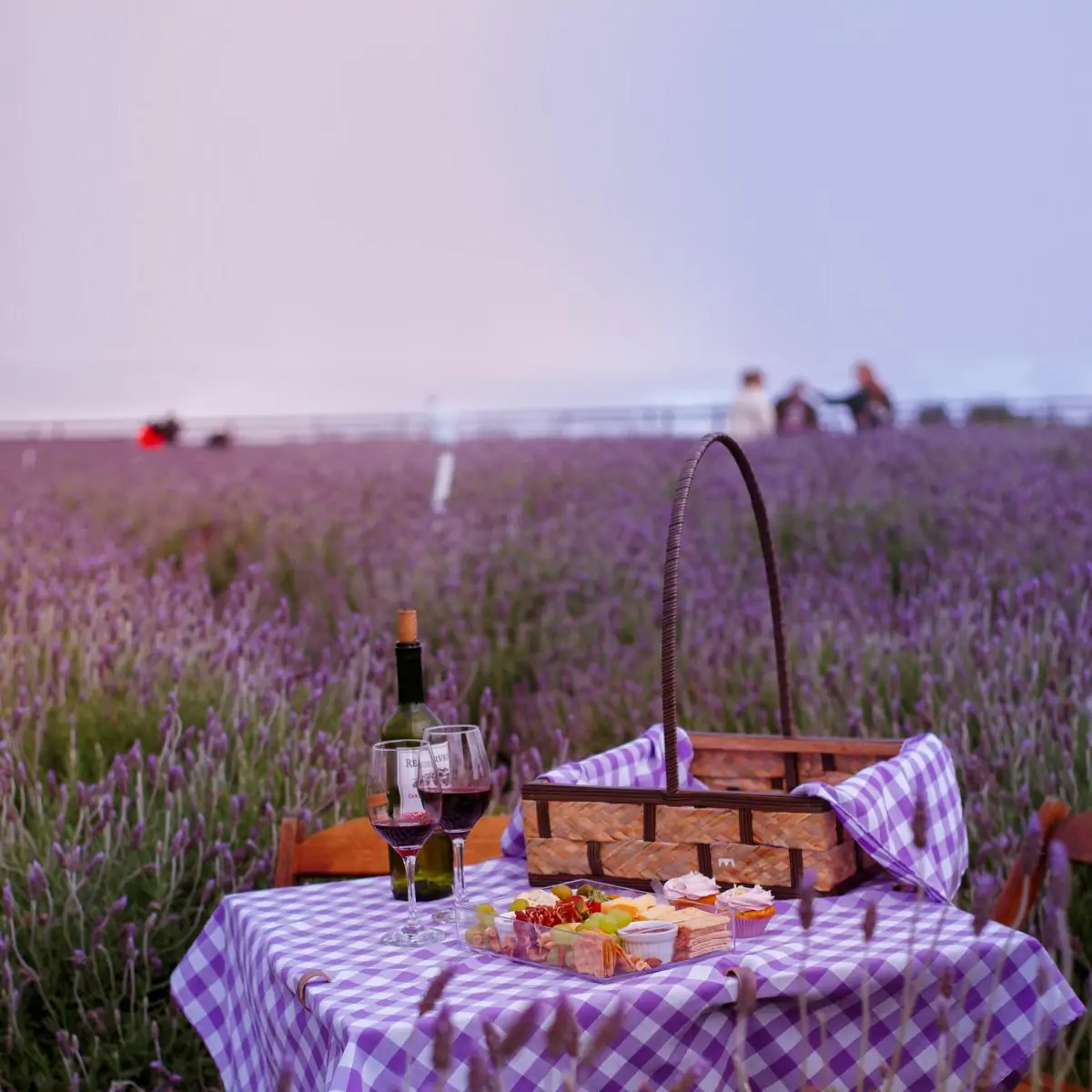 Rota da Lavanda no Paraná: um refúgio perfumado