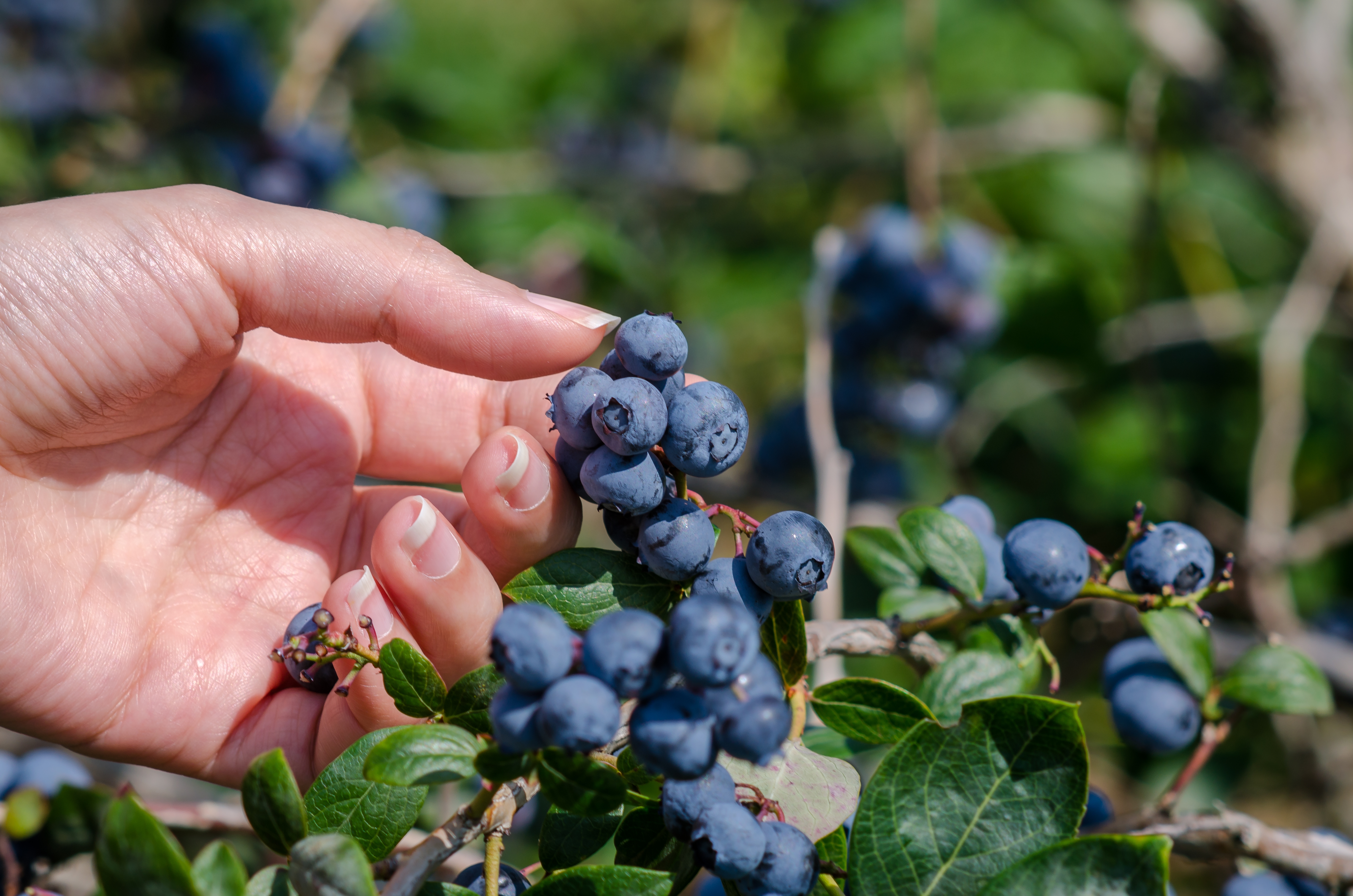 Irrigação Localizada Potencializa Cultivo de Mirtilo no Sertão Nordestino