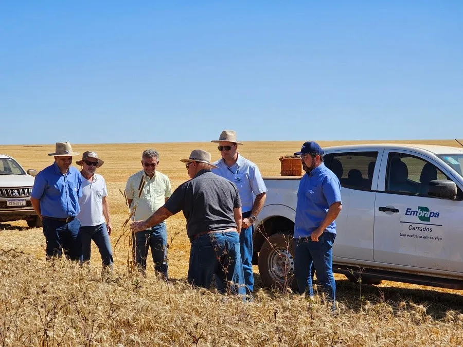 Avanços tecnológicos na produção de trigo tropical e milho no Cerrado são discutidos com setor produtivo