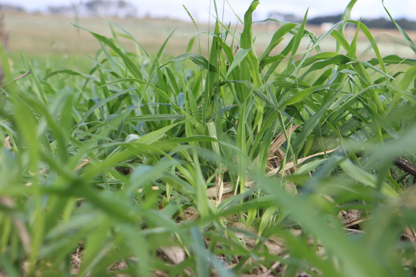 O uso do consórcio de milho com braquiária aumenta a diversidade microbiana do solo e protege as plantas