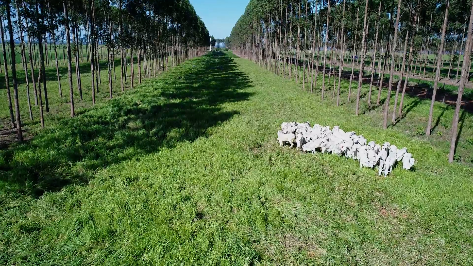 Bem-Estar animal e sustentabilidade: Novas soluções para pecuária moderna