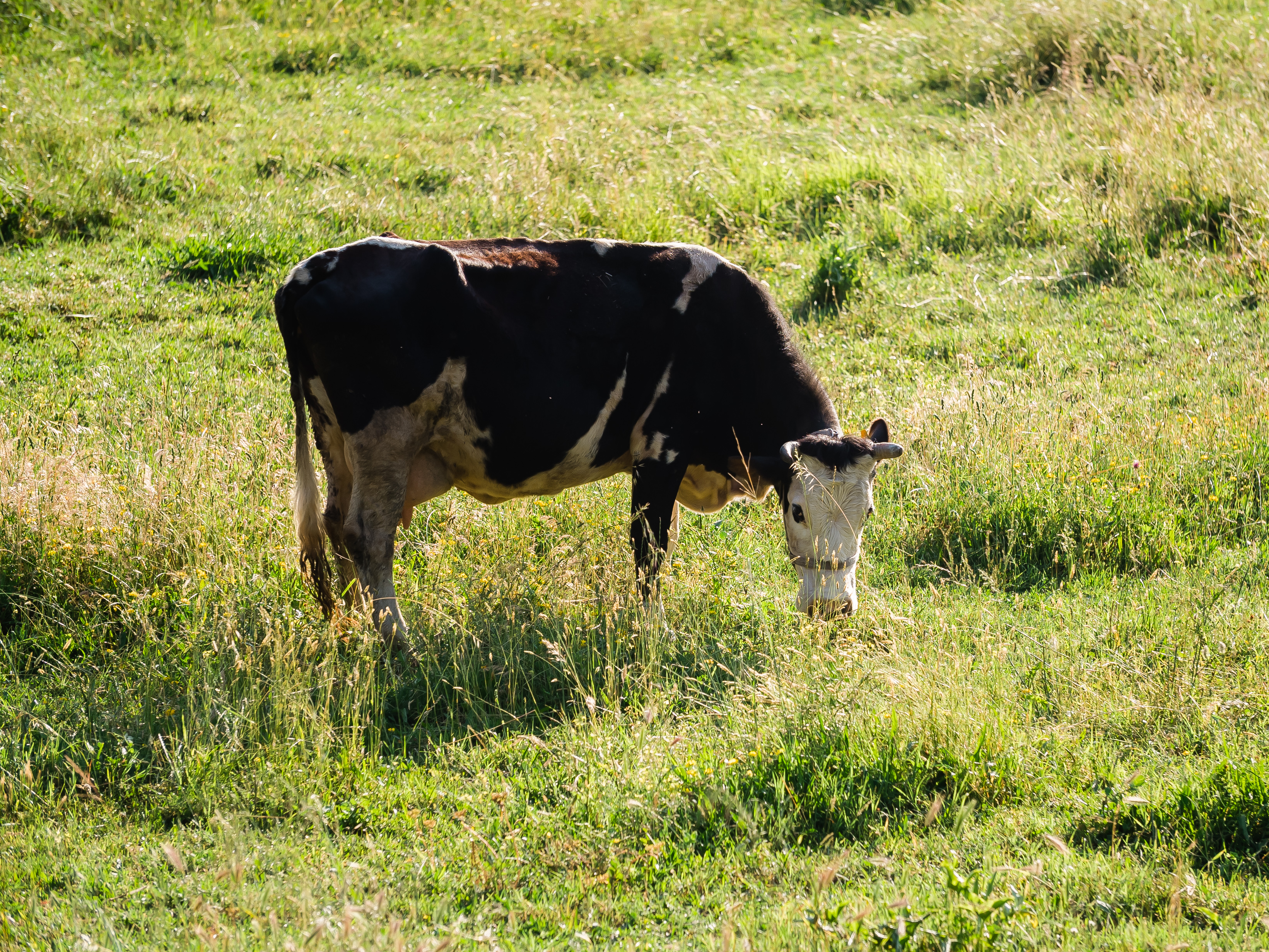 Pecuária leiteira é a mais ativa na agricultura familiar de MT