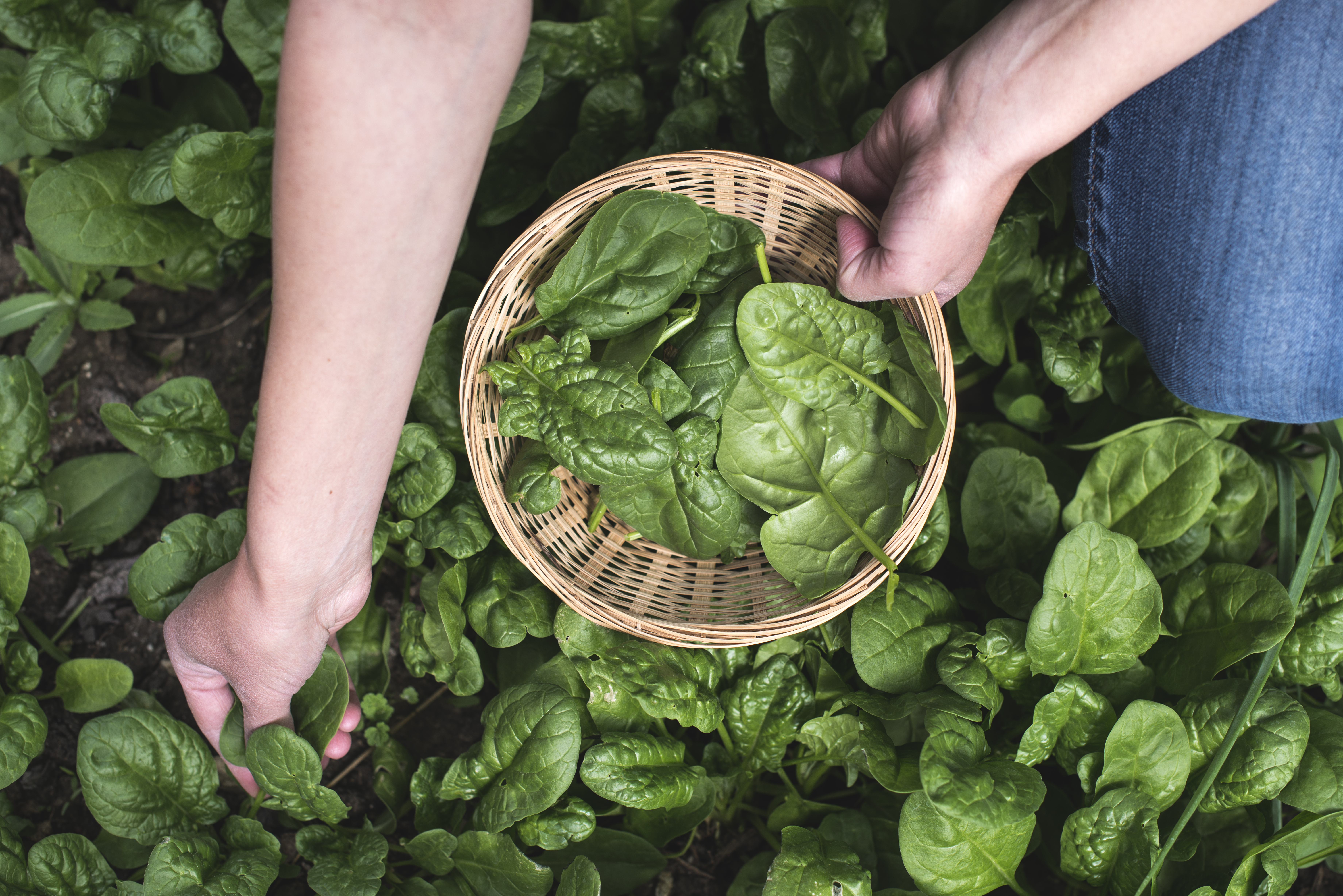 Horta faz bem: veja como a prática contribui na alimentação e no bem estar psicológico