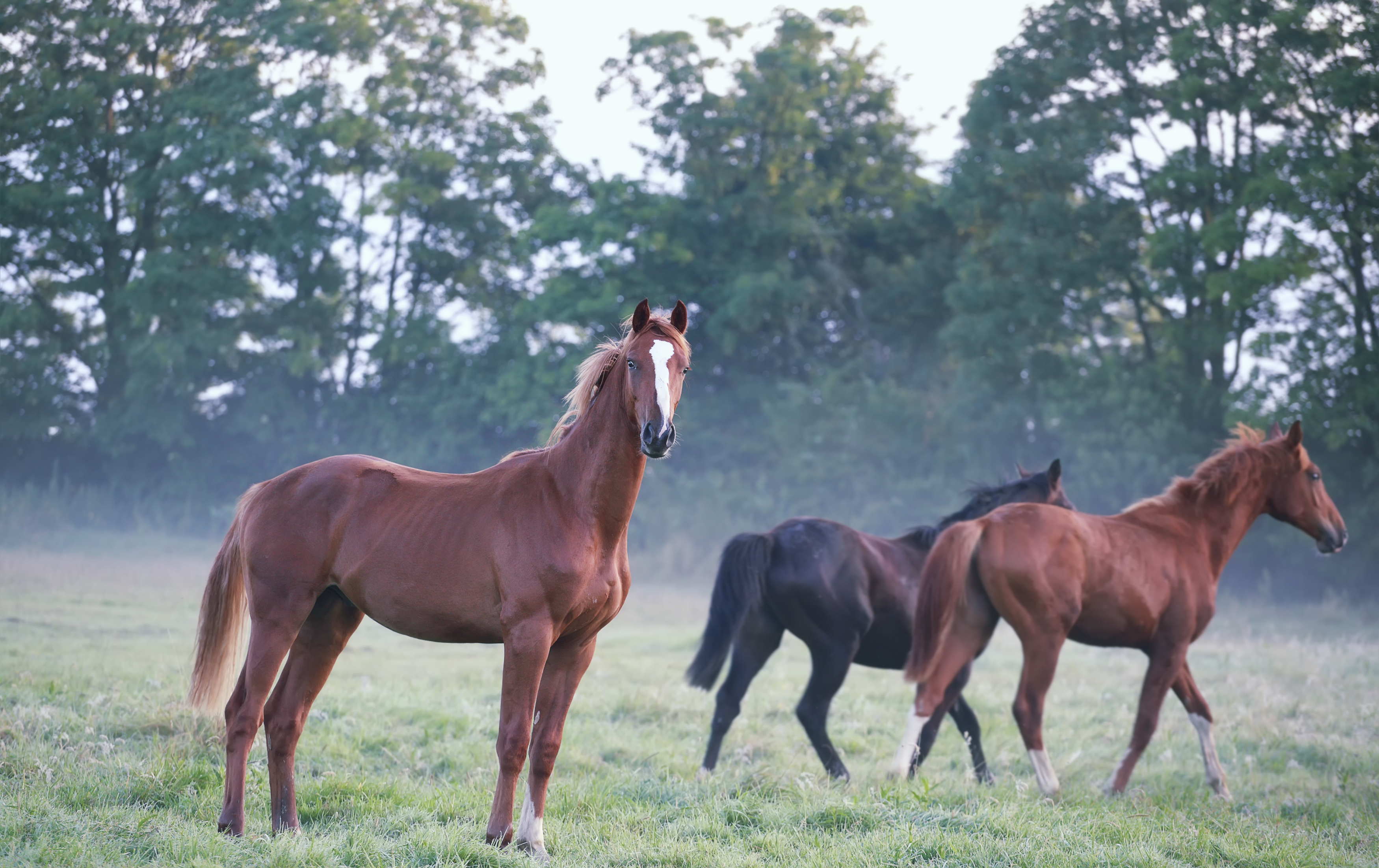 Gastrite Equina: Um Desafio Crescente no Mundo Equestre