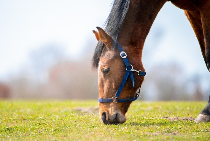 Gastrite Equina: Um Desafio Crescente no Mundo Equestre