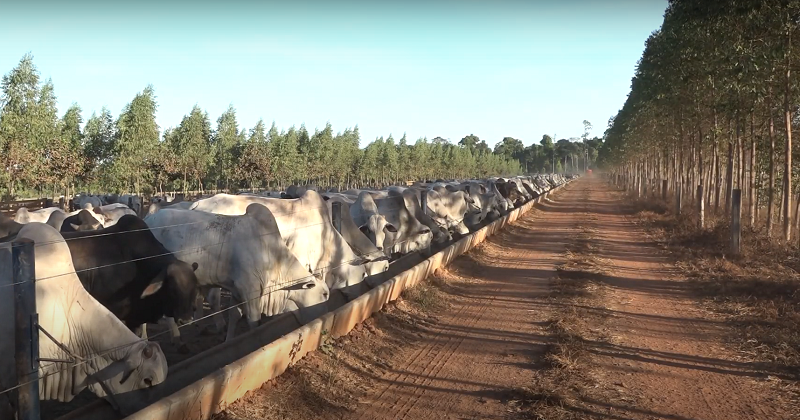 Fazenda Conforto recebe investimento de US$ 5 milhões e avança em sustentabilidade