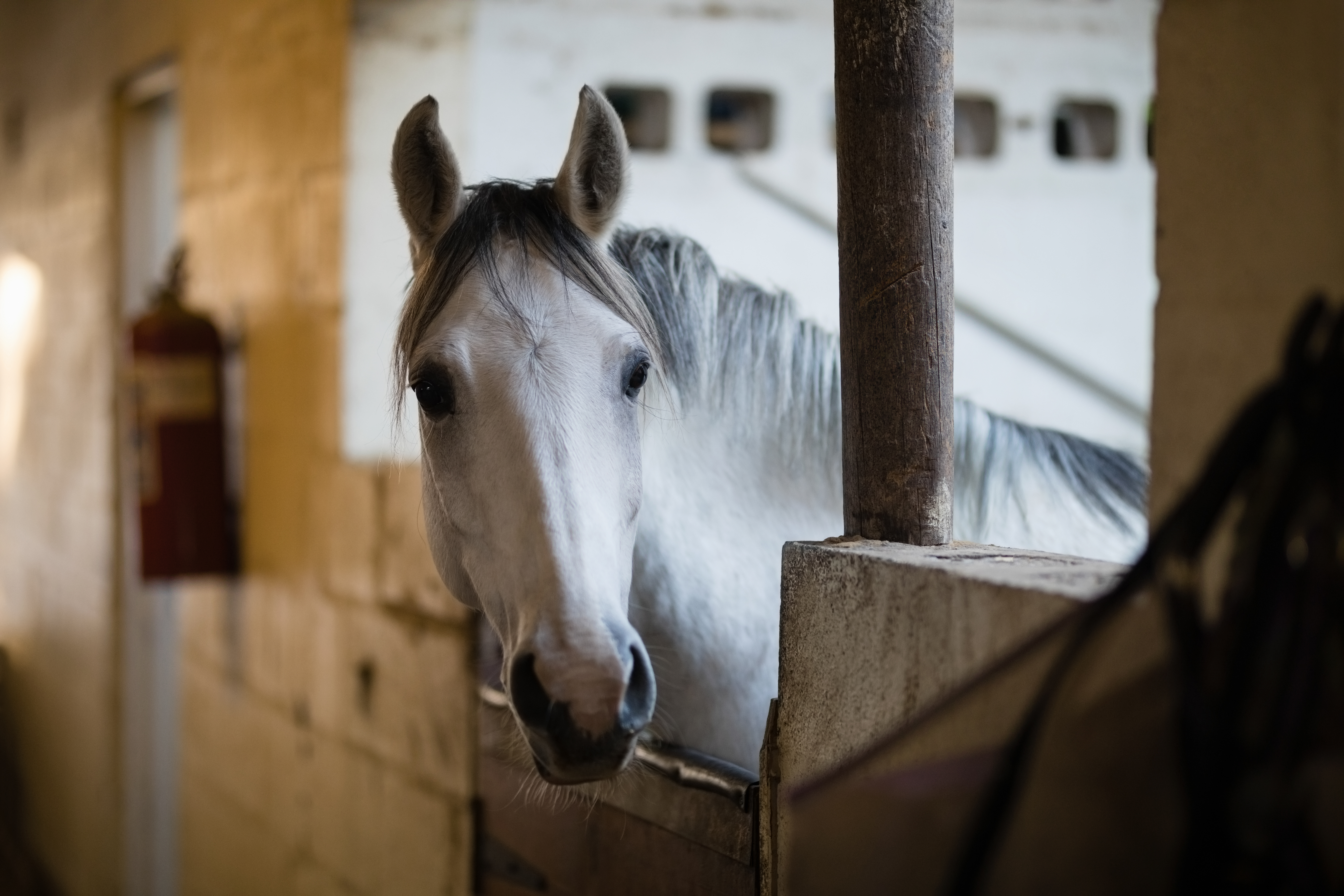 Importância da Vigilância Contra a Influenza Equina para a Saúde dos Cavalos